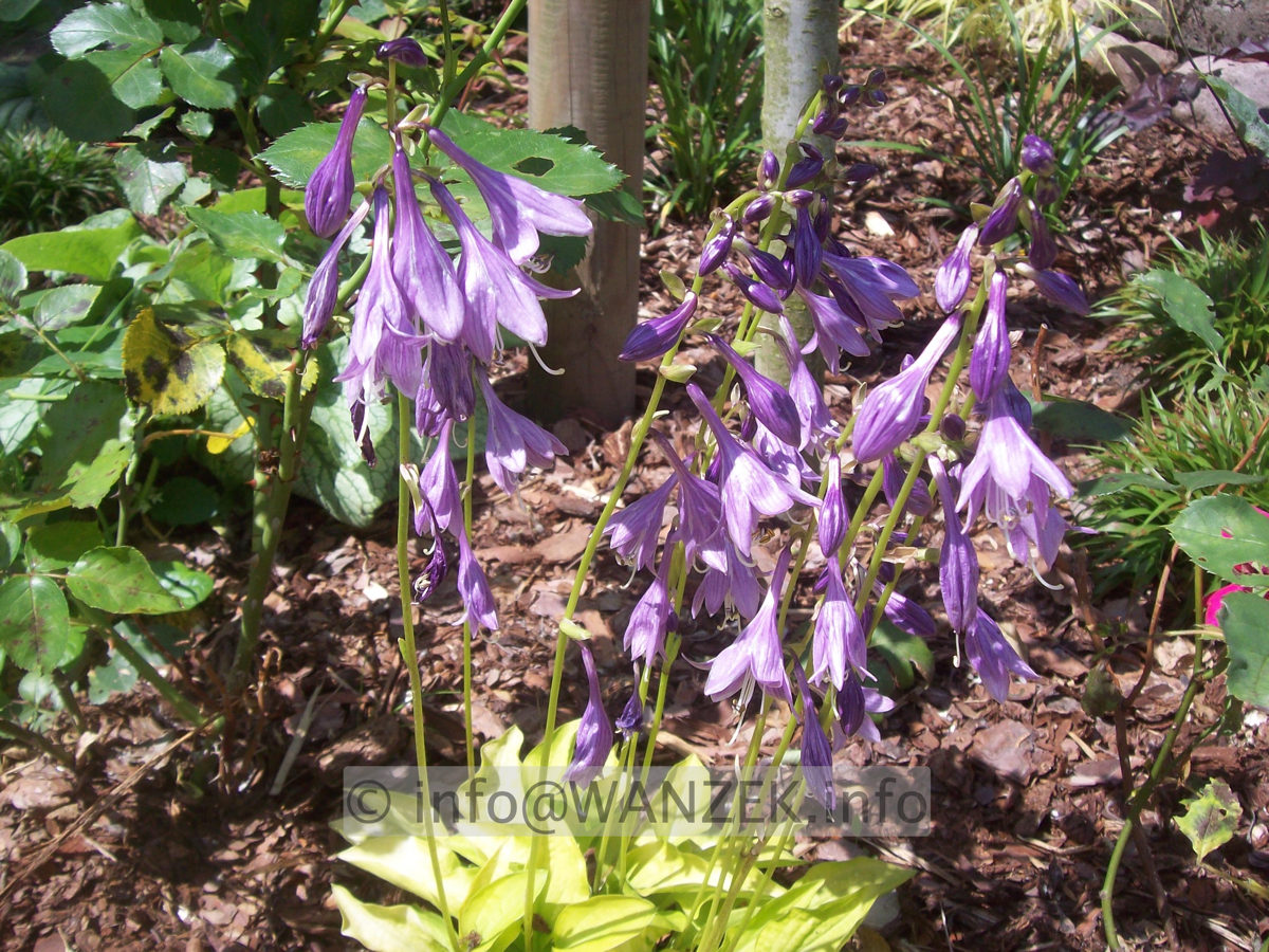 Hosta Hybride Lemonade - bluehend.JPG
